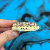 gold grillz, gold grillz aus, gold grillz australia, grillz australia, grills, gold caps, gold teeth, 10k caps, 10k gold grillz, 14k gold grillz, 18k gold grillz, how to order grillz, mouth house, mouth house grillz, custom gold grills, custom gold teeth, hip hop grillz, fang grillz, silver grillz, vampire grillz, open face grillz, solid grillz, diamond grillz, iced out teeth, rapper grillz, white gold grillz, rose gold grillz, bottom grillz, top grillz, VVS diamonds, VVS grillz, permanent gold crowns